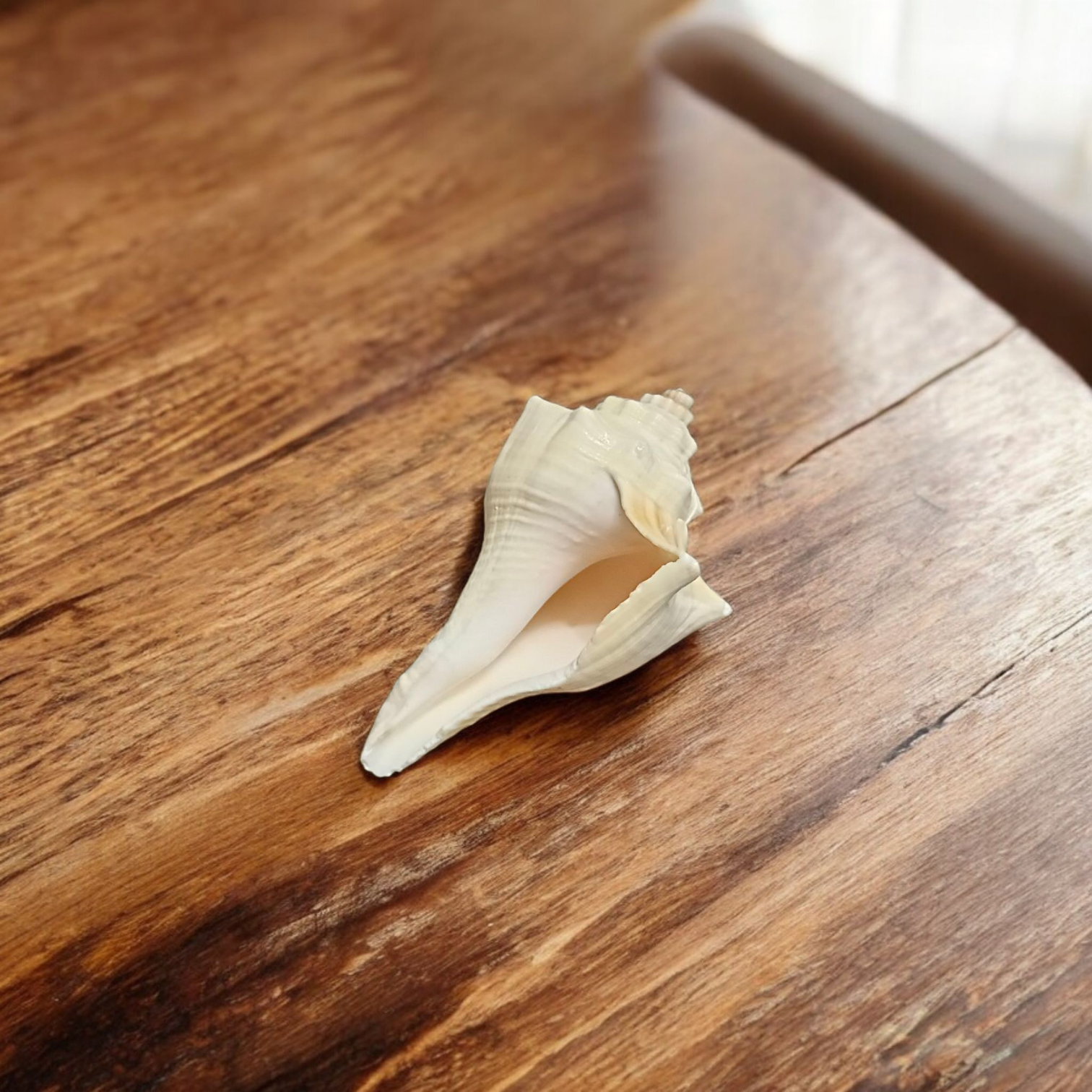 Natural Lakshami Shankh, a lab-certified conch shell for Goddess Lakshami, symbolizing prosperity and used in spiritual rituals