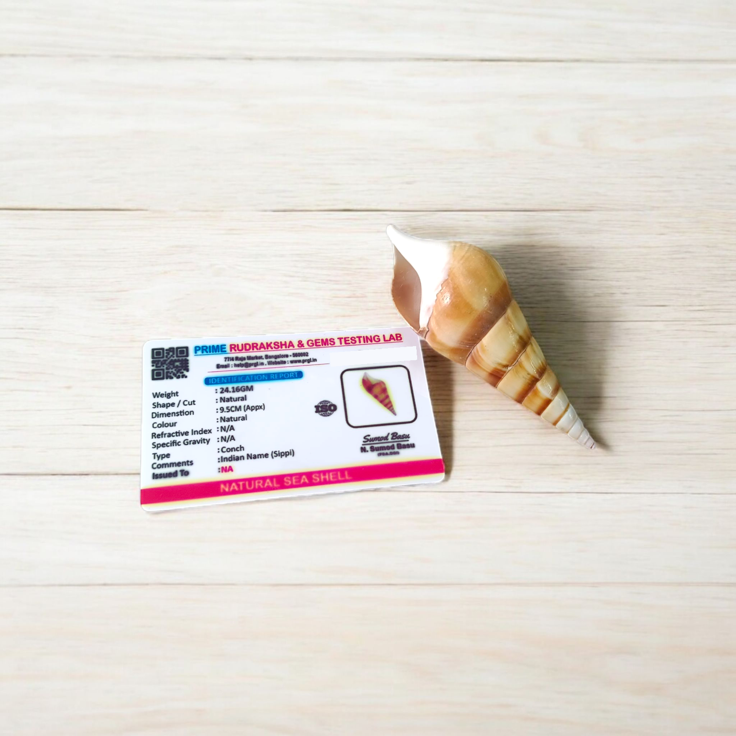 Natural sea shell Shankh (Sippi) used in pooja and Vastu, white spiral conch shell placed on a sacred cloth