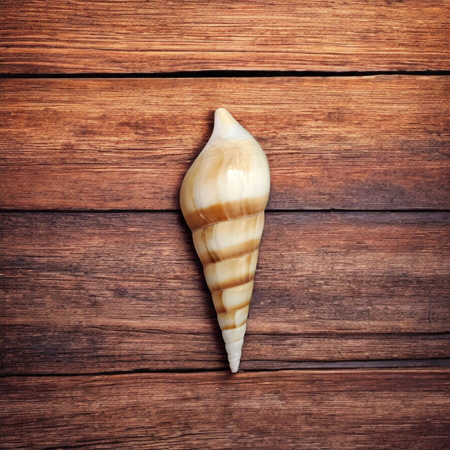Natural sea shell Shankh (Sippi) used in pooja and Vastu, white spiral conch shell placed on a sacred cloth