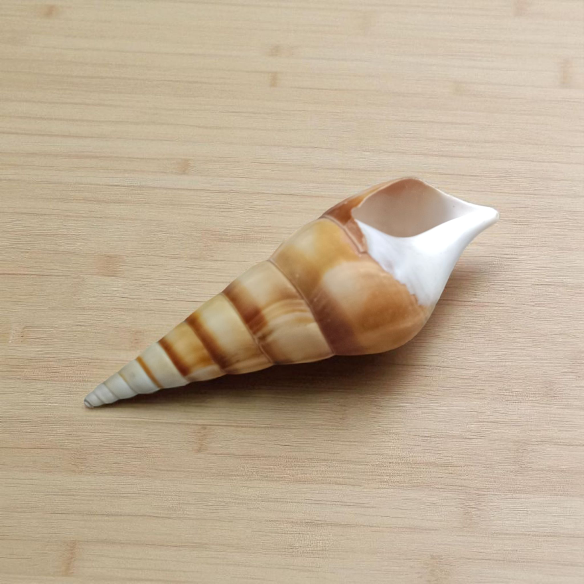 Natural sea shell Shankh (Sippi) used in pooja and Vastu, white spiral conch shell placed on a sacred cloth