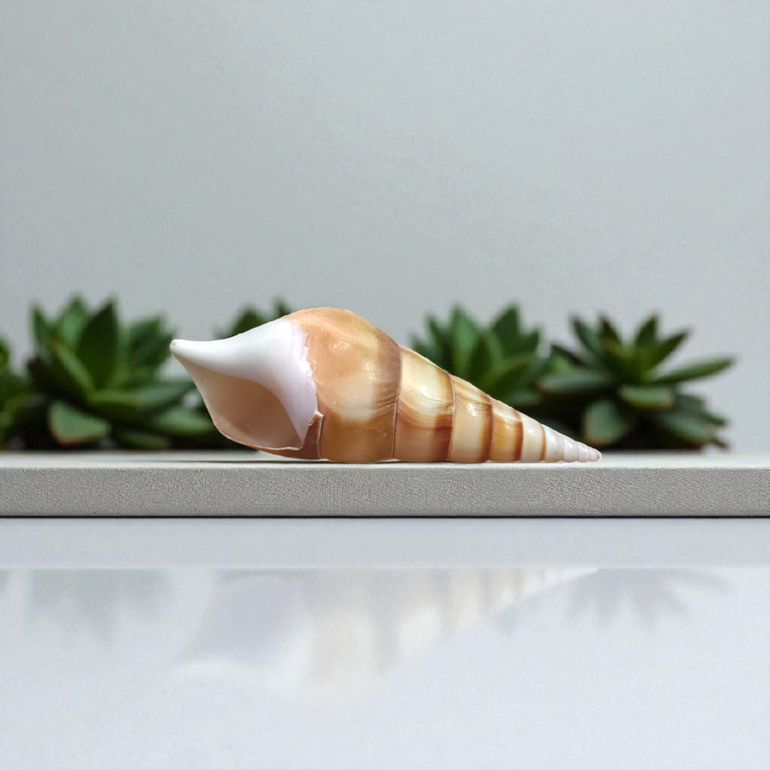 Natural sea shell Shankh (Sippi) used in pooja and Vastu, white spiral conch shell placed on a sacred cloth