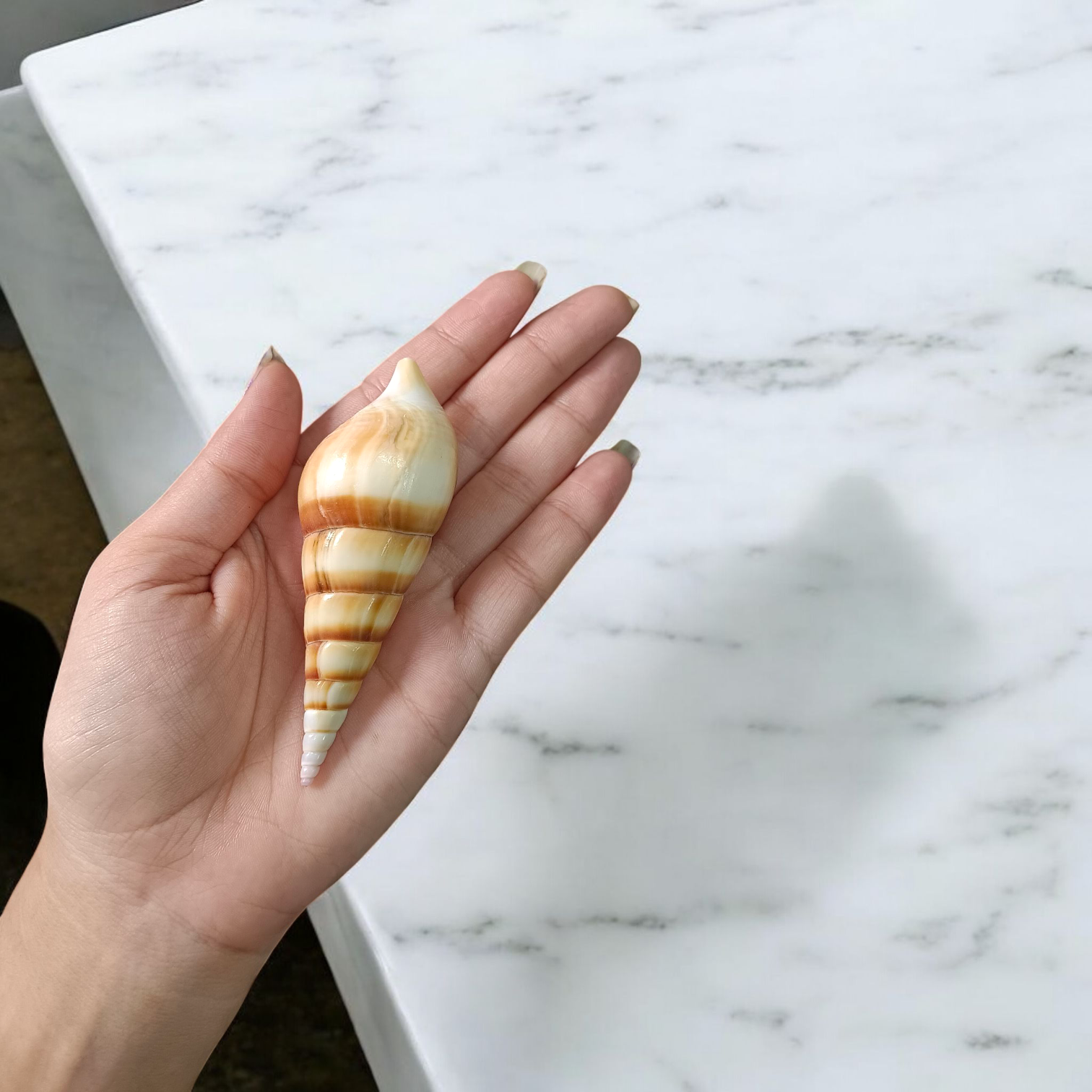 Natural sea shell Shankh (Sippi) used in pooja and Vastu, white spiral conch shell placed on a sacred cloth