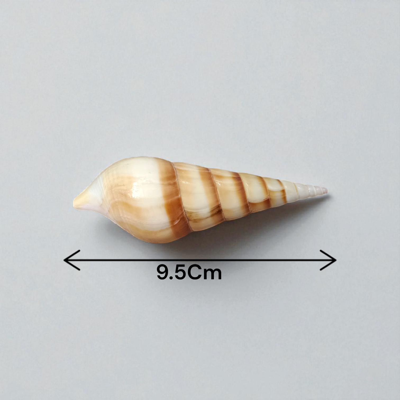 Natural sea shell Shankh (Sippi) used in pooja and Vastu, white spiral conch shell placed on a sacred cloth