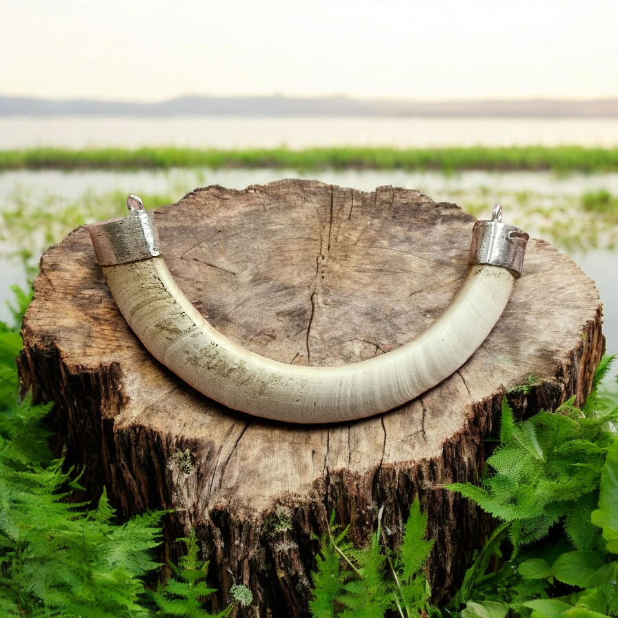 Original Wild Boar Teeth Pendant U Shape with Pure Silver Studding