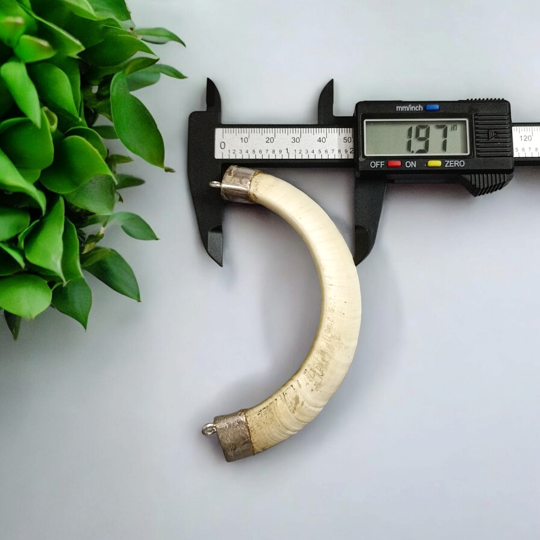 Original Wild Boar Teeth Pendant U Shape with Pure Silver Studding