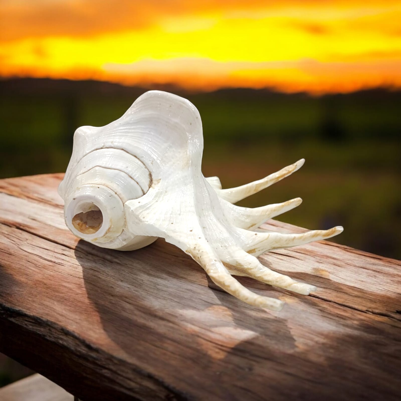 Panchmukhi Shankh, lab certified, with a natural finish, designed for loud blowing during pooja and religious ceremonies.