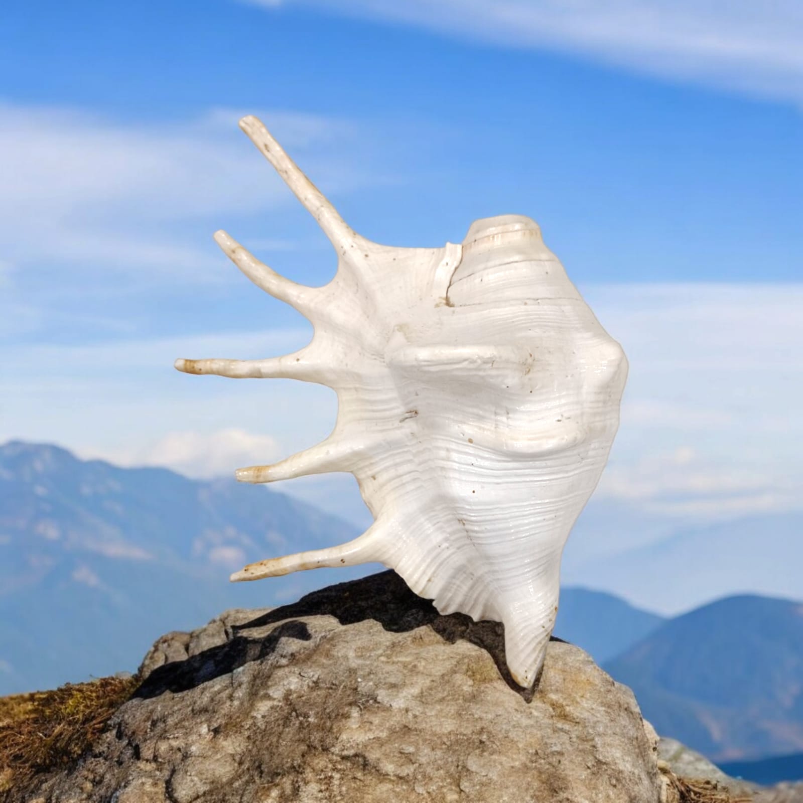 Panchmukhi Shankh, lab certified, with a natural finish, designed for loud blowing during pooja and religious ceremonies.