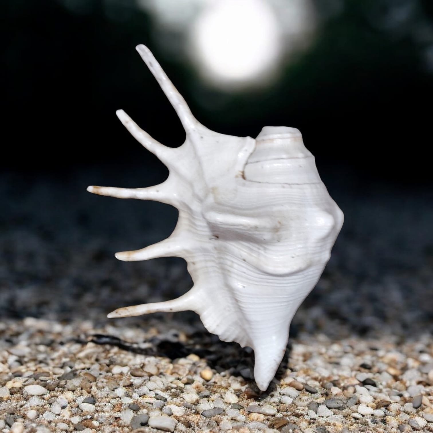 Panchmukhi Shankh, lab certified, with a natural finish, designed for loud blowing during pooja and religious ceremonies.