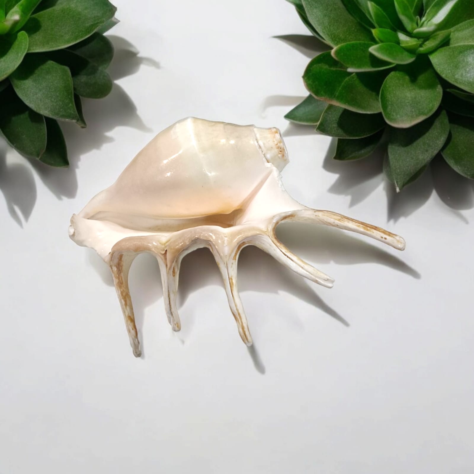 Panchmukhi Shankh, lab certified, with a natural finish, designed for loud blowing during pooja and religious ceremonies.