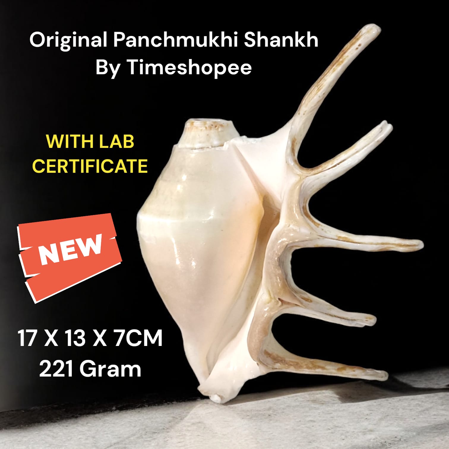 Panchmukhi Shankh, lab certified, with a natural finish, designed for loud blowing during pooja and religious ceremonies.
