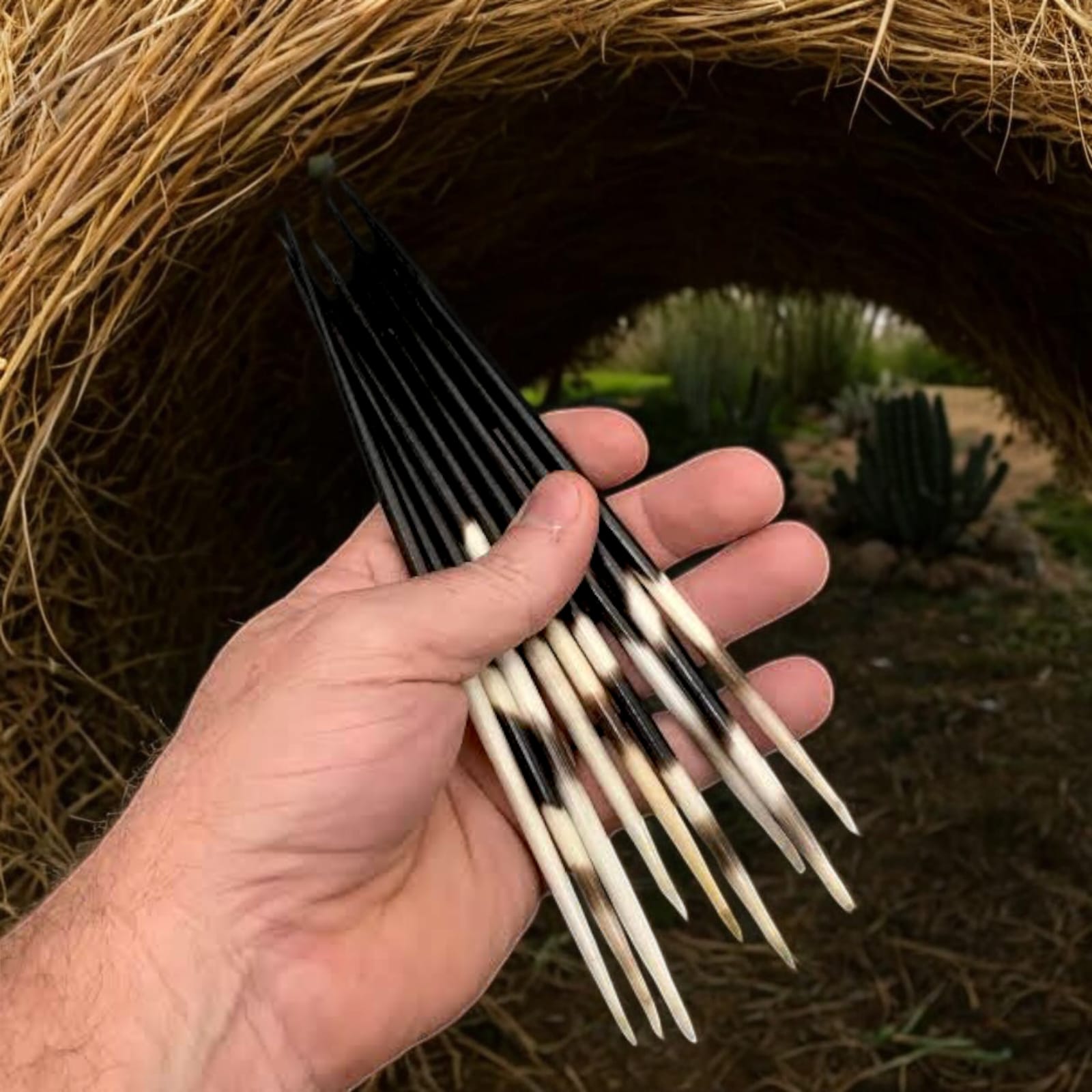 Sahi Ka Kanta | शाही का कांटा | साही का कांटा | Original & Natural Porcupine Quills