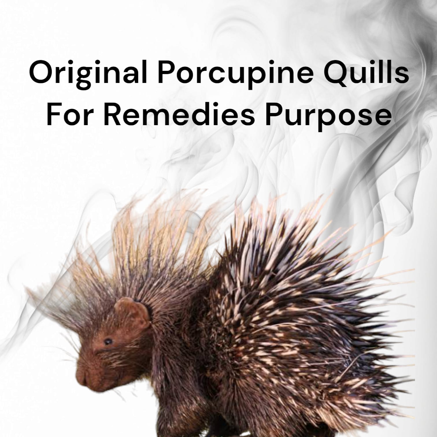 Sahi Ka Kanta | शाही का कांटा | साही का कांटा | Original & Natural Porcupine Quills