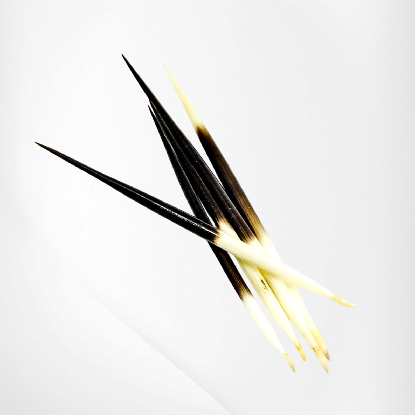 Sahi Ka Kanta | शाही का कांटा | साही का कांटा | Original & Natural Porcupine Quills