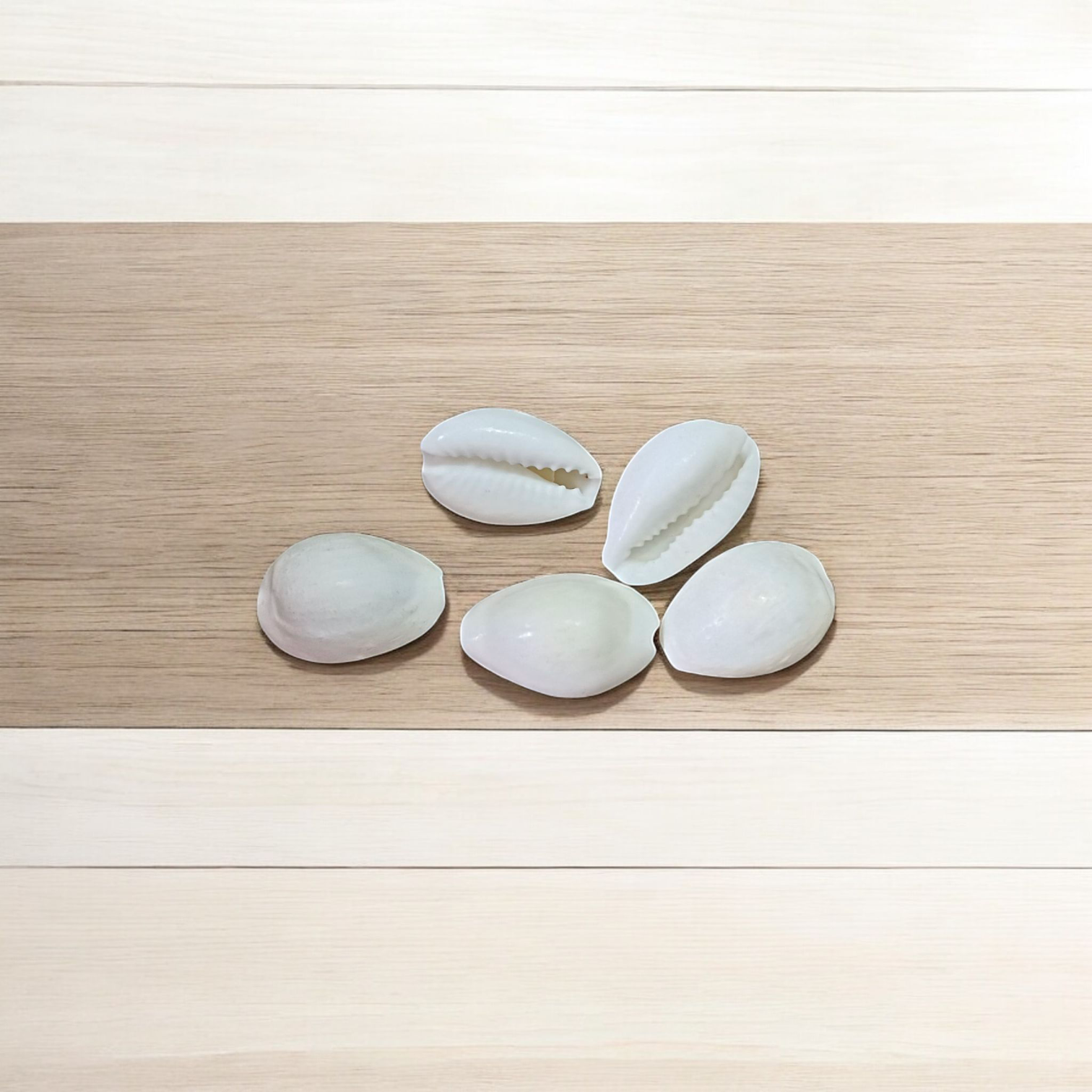 White Cowry | Safed Kodi Natural | Timeshopee