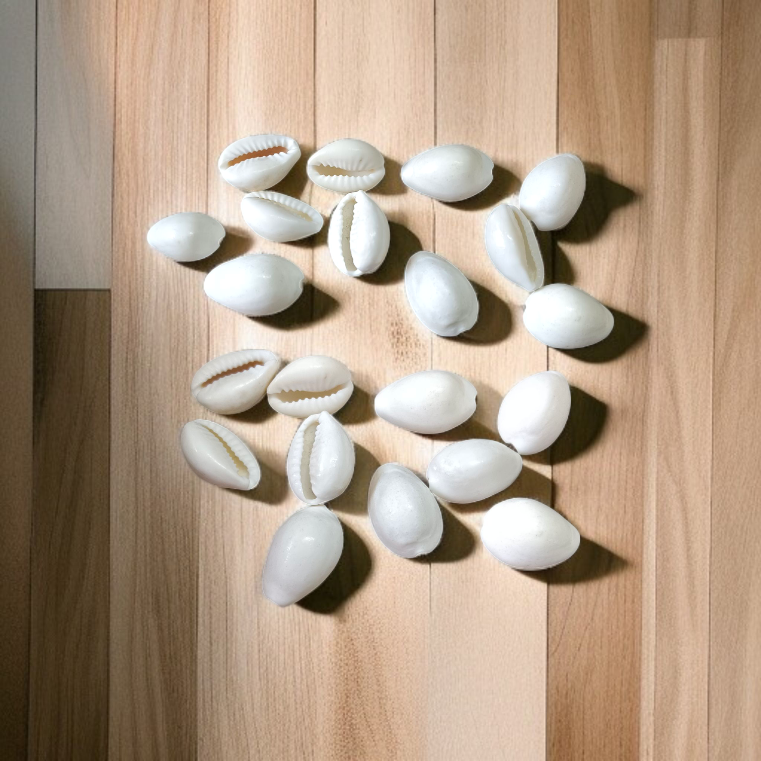 White Cowry | Safed Kodi Natural | Timeshopee