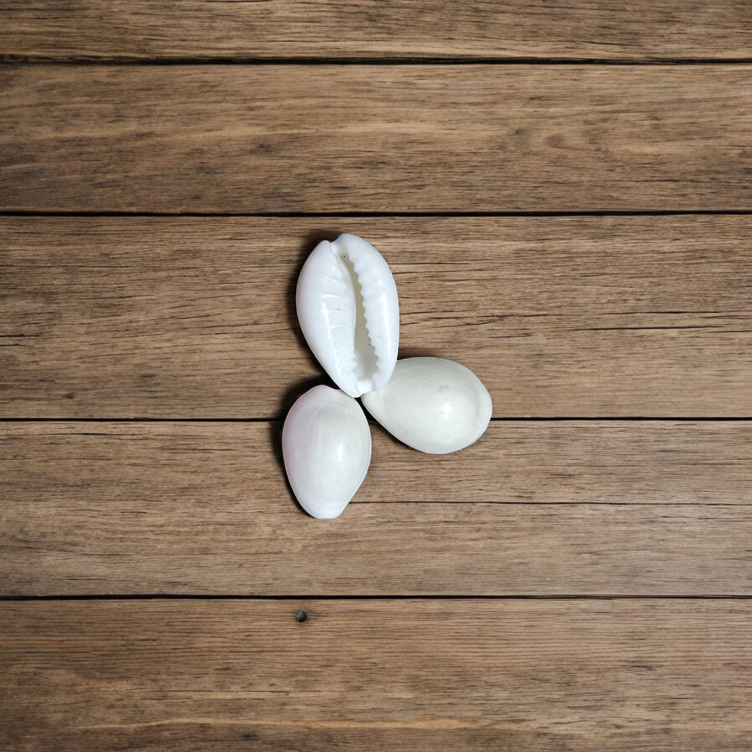 White Cowry | Safed Kodi Natural | Timeshopee