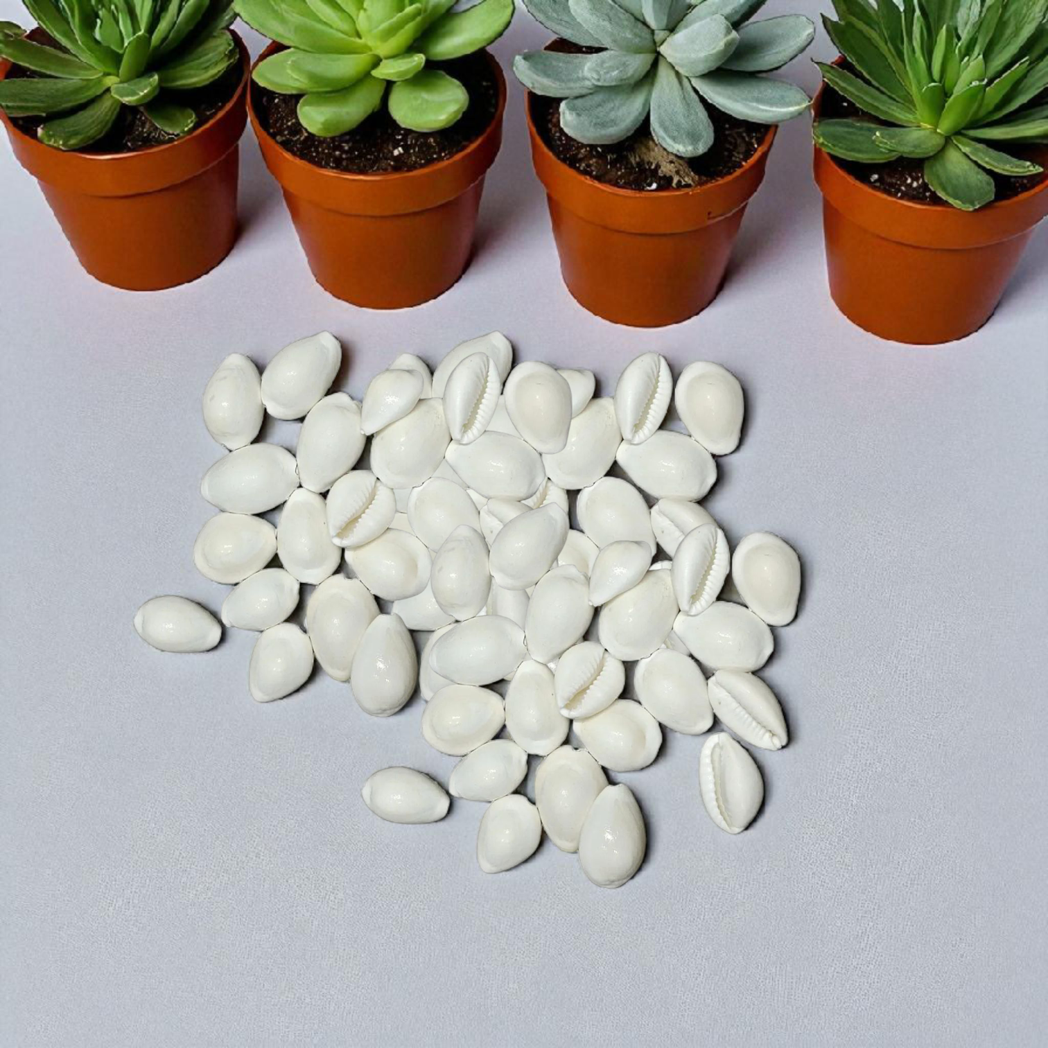 White Cowry | Safed Kodi Natural | Timeshopee