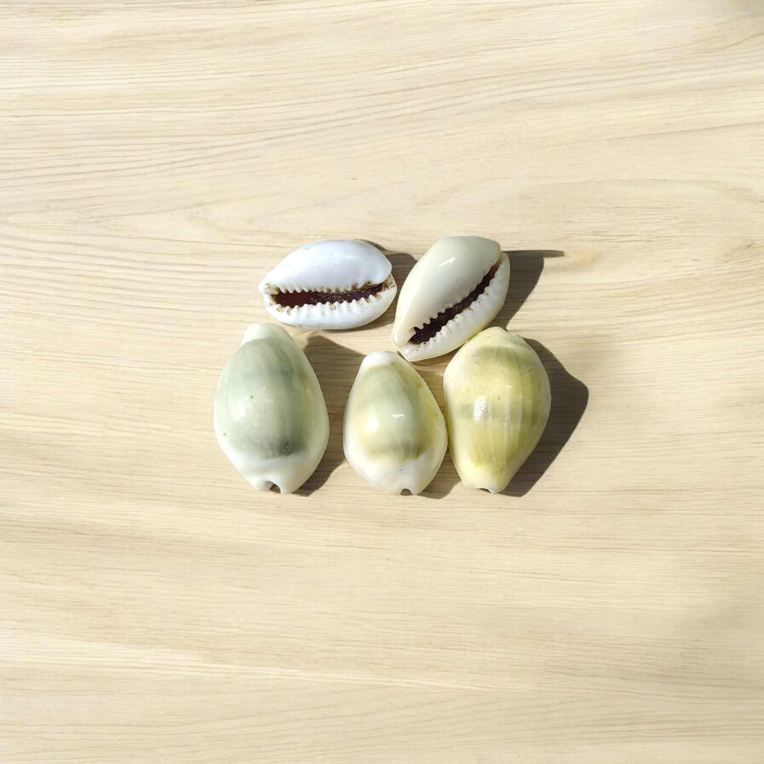 Yellow Cowry | Peeli Kodi | Timeshopee