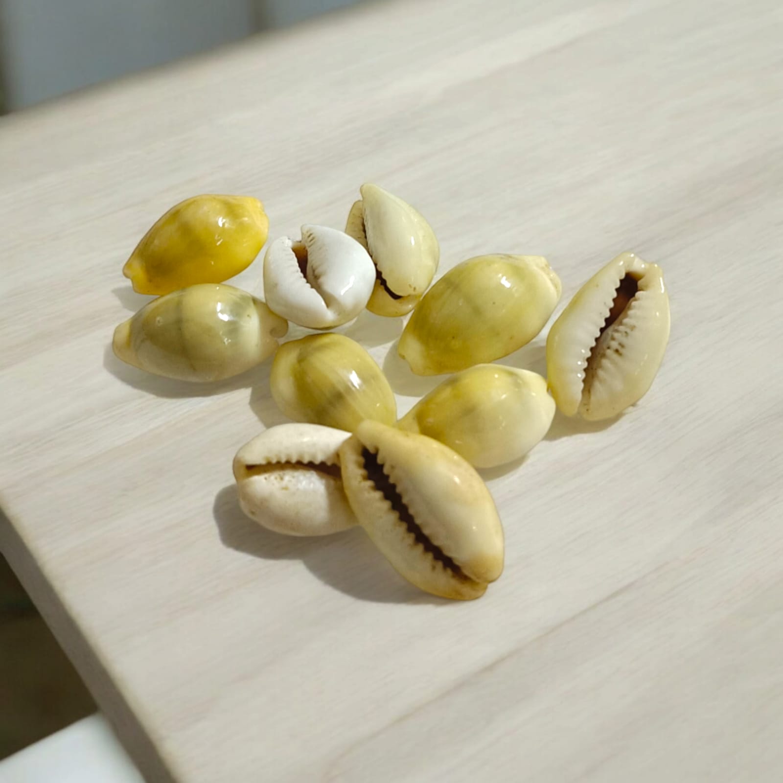 Yellow Cowry | Peeli Kodi | Timeshopee
