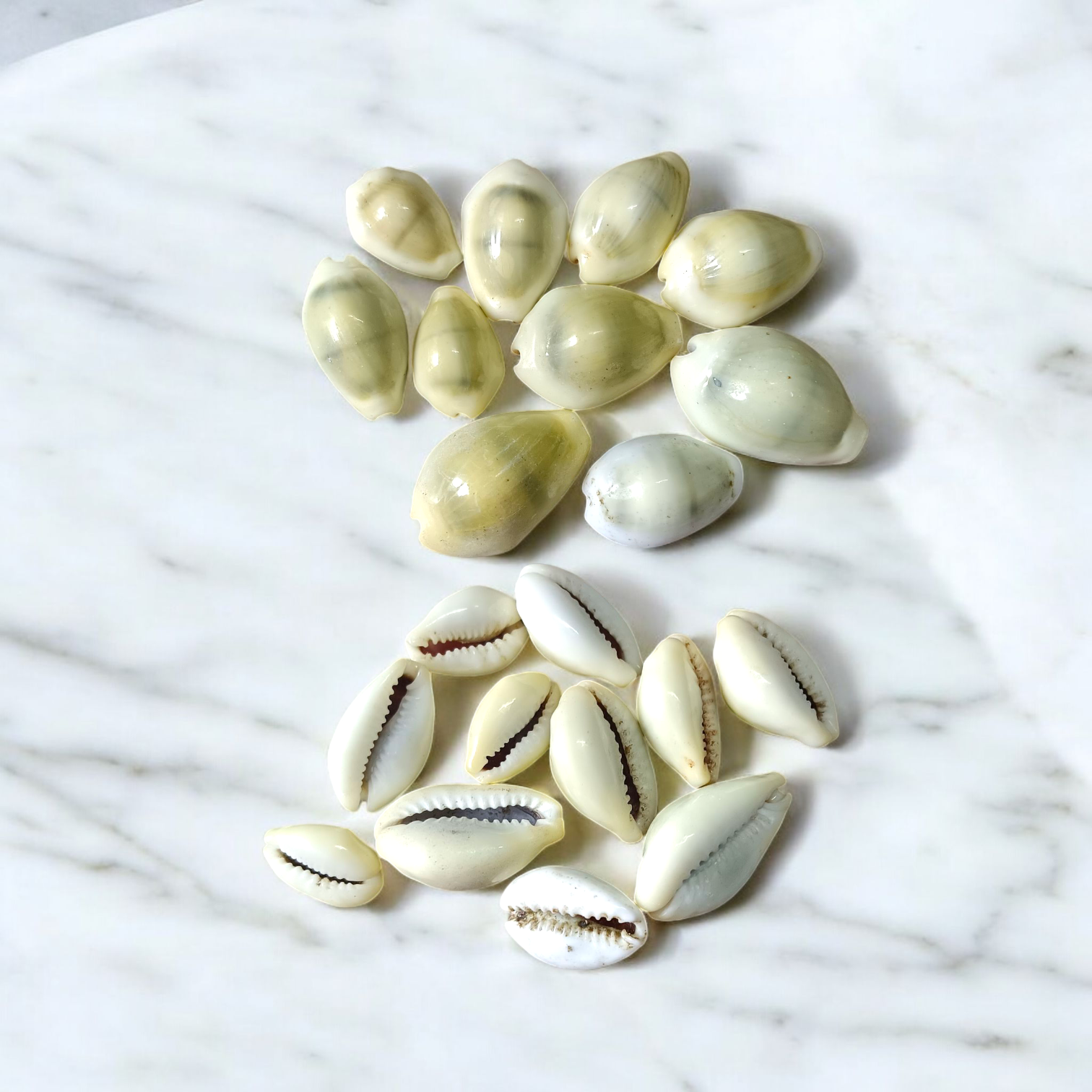 Yellow Cowry | Peeli Kodi | Timeshopee