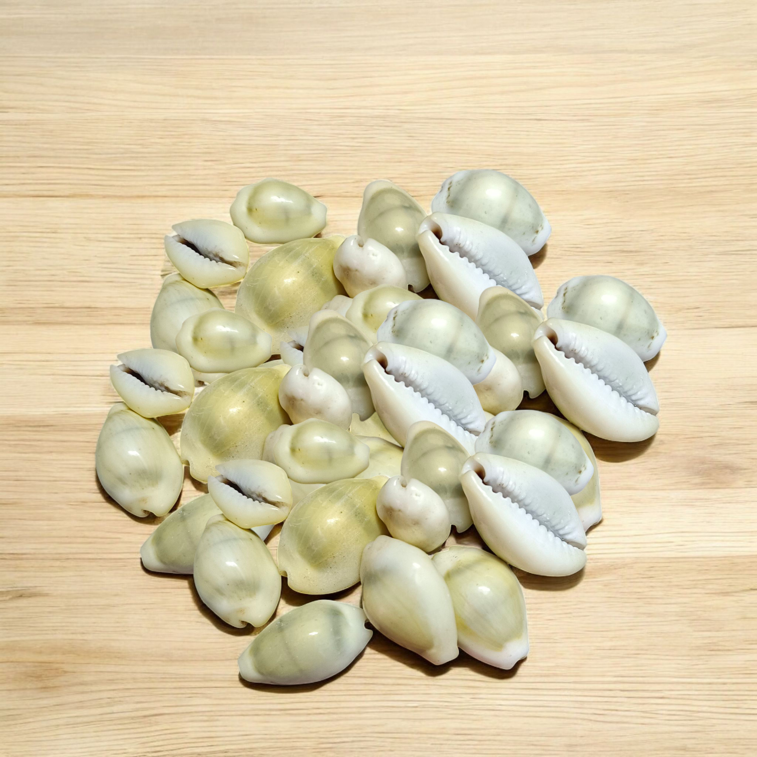 Yellow Cowry | Peeli Kodi | Timeshopee