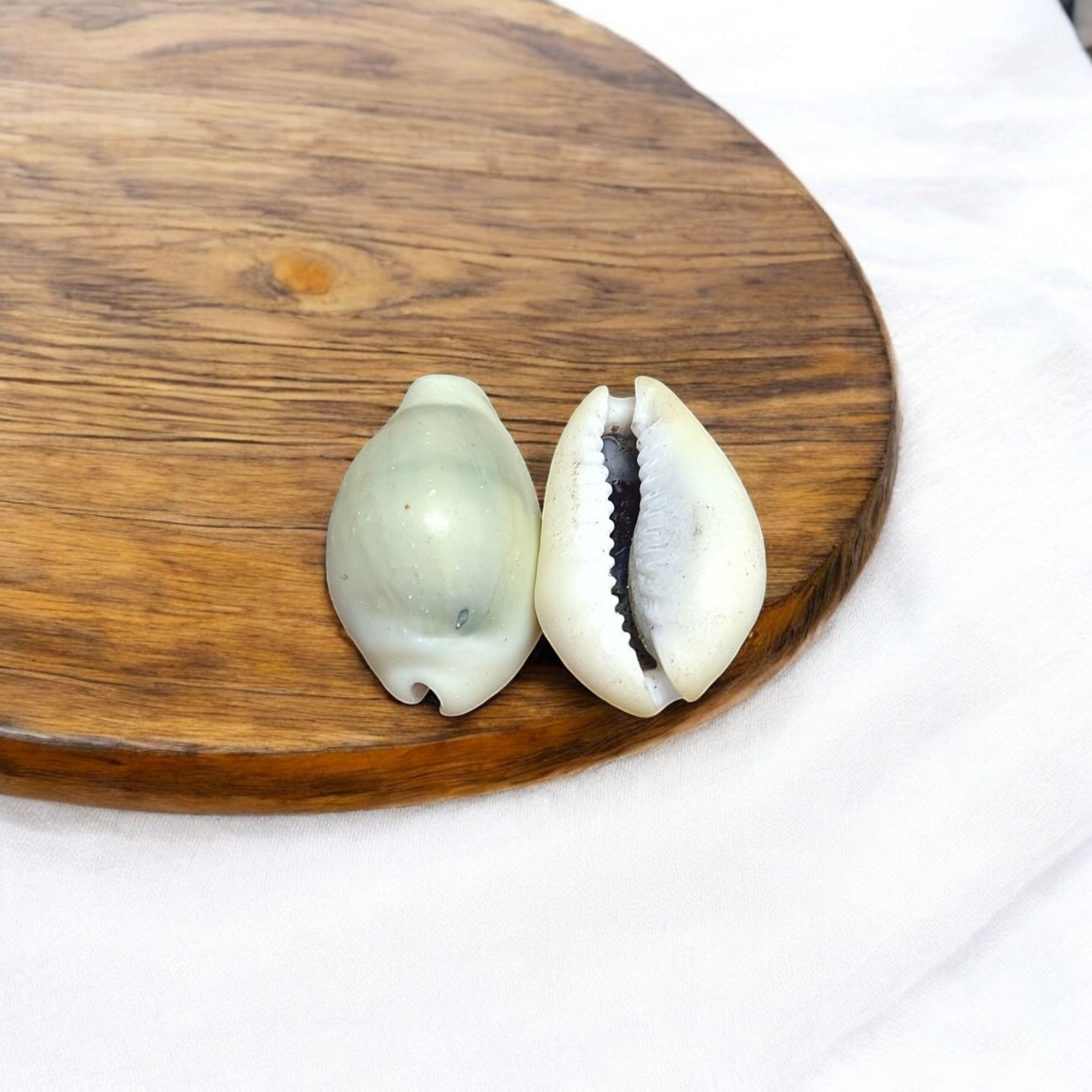 Yellow Cowry | Peeli Kodi | Timeshopee