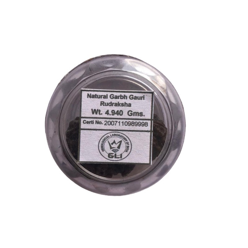 Garbh Gauri Rudraksha with divine characteristics, lab certified by Timeshopee