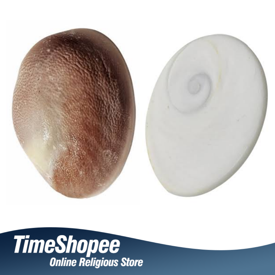 Lab Certified Gomti Chakra Big Size - Rare Giant Stone from Timeshopee