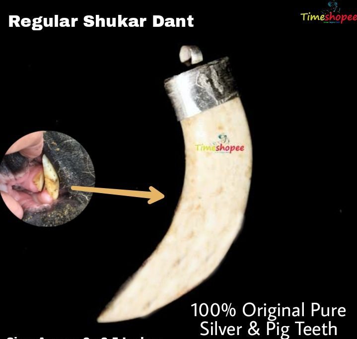Shukar Dant Energized in Silver Locket with Wild Boar Tooth