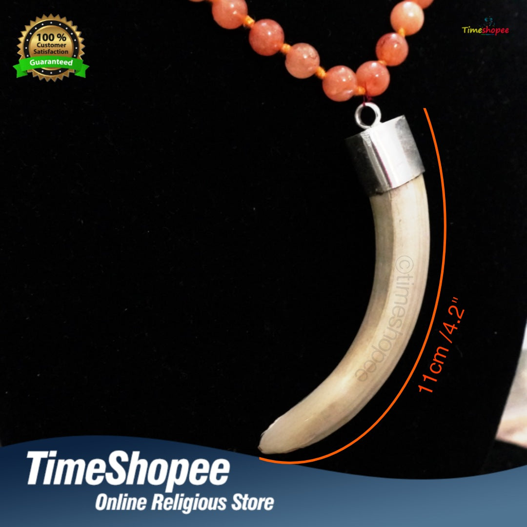 Shukar Dant | Large Wild Boar Tooth Pendant in Silver with Tourmaline Mala | Timeshopee