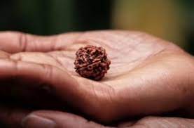 रुद्राक्ष परिचय
