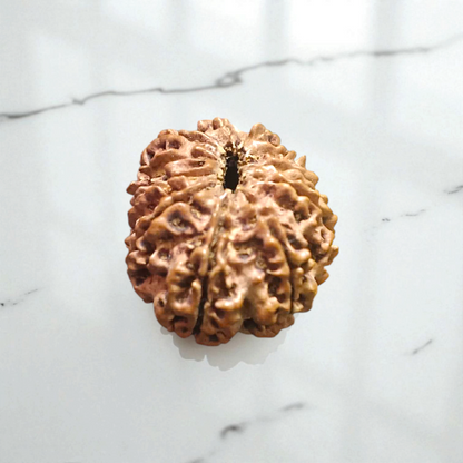 11 Mukhi Rudraksha Without Pendant Lab Certified Sacred Bead for Protection Peace Spiritual Growth Timeshopee
