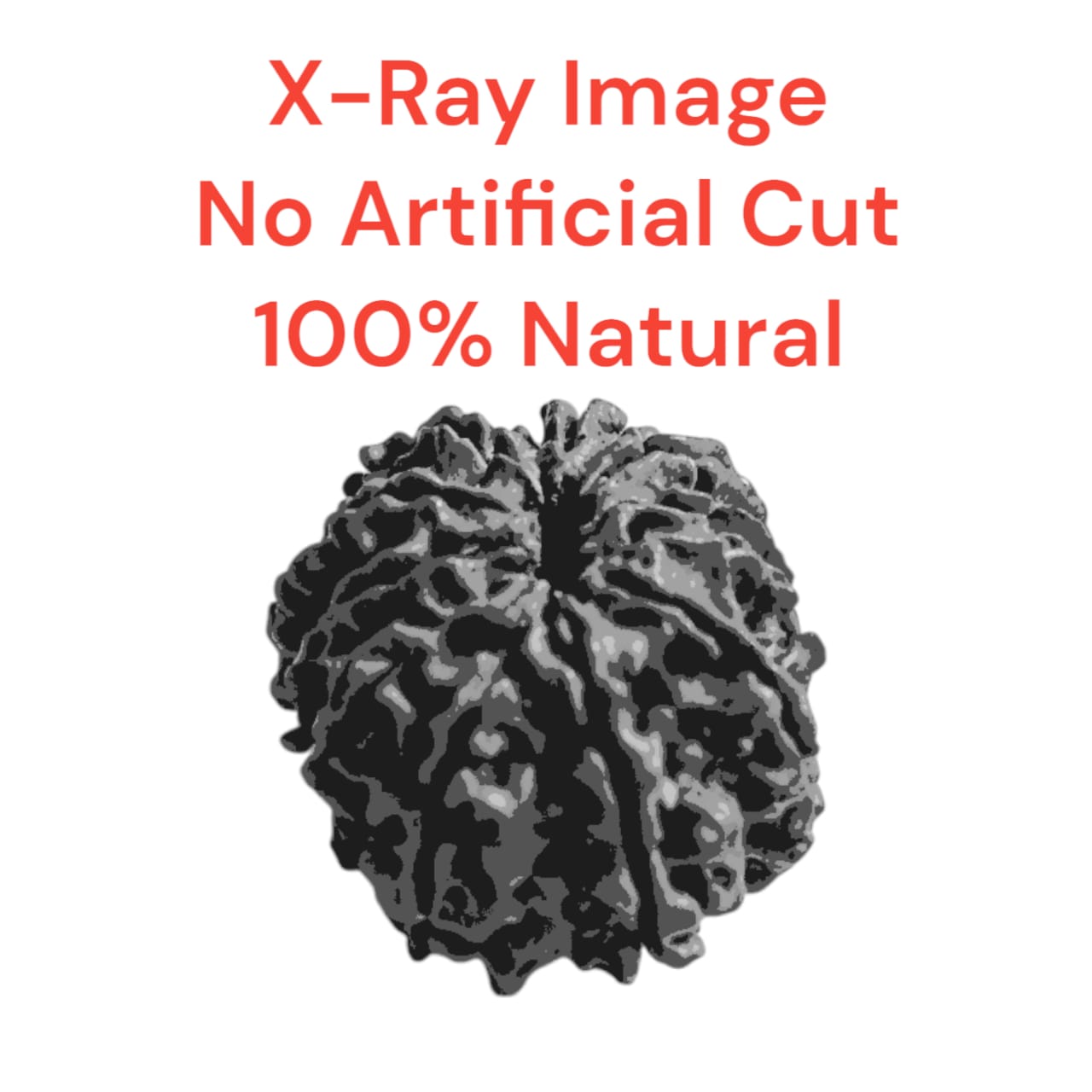 11 Mukhi Rudraksha Without Pendant Lab Certified Sacred Bead for Protection Peace Spiritual Growth Timeshopee