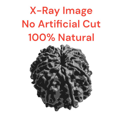 11 Mukhi Rudraksha Without Pendant Lab Certified Sacred Bead for Protection Peace Spiritual Growth Timeshopee