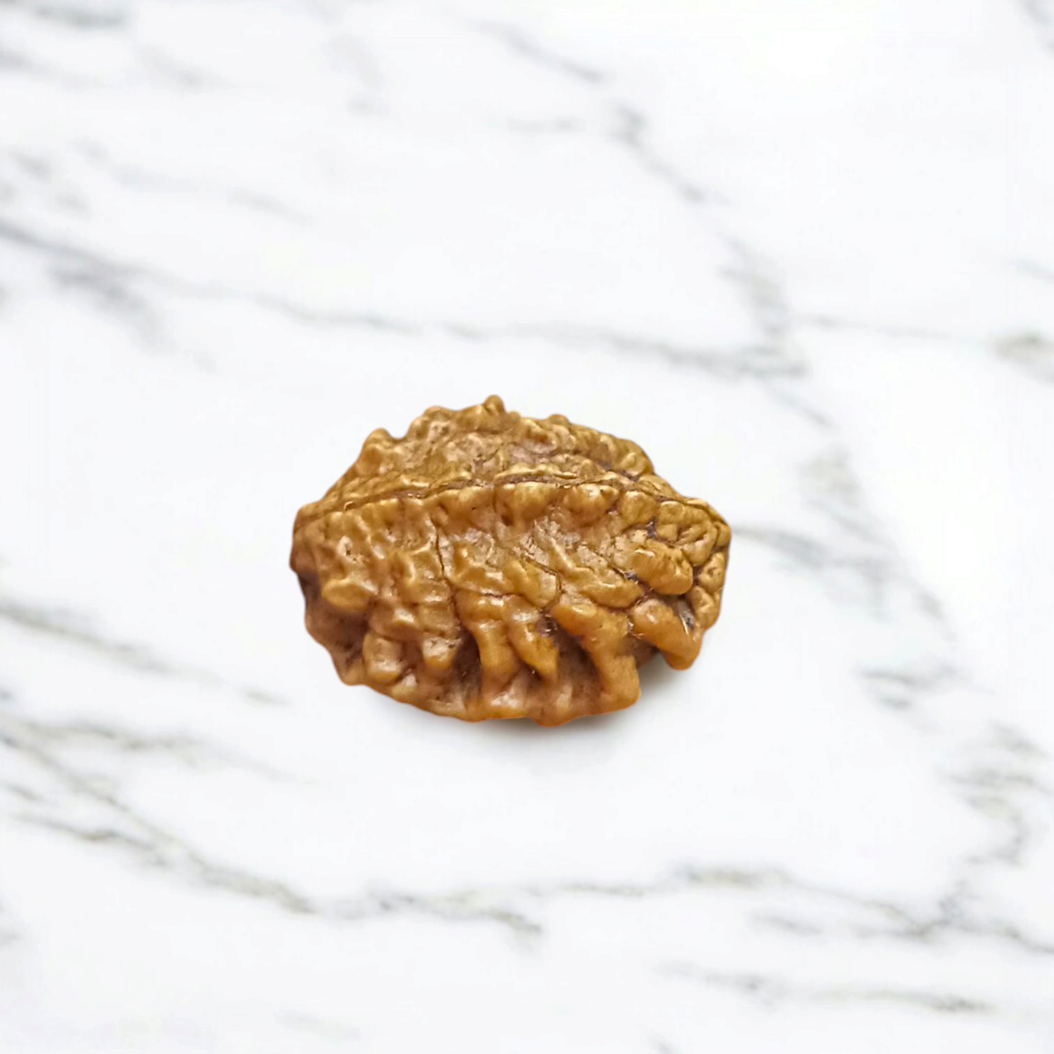 2 Mukhi Rudraksha Pendant in Silver Cap displayed on a white background, featuring fine silver work and a natural Rudraksha bead