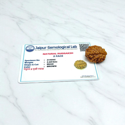 2 Mukhi Rudraksha Without Pendant Lab Certified Original Shiva Shakti Rudraksha Bead for Harmony and Relationships