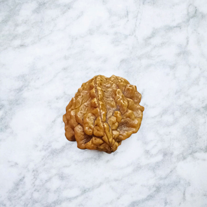 2 Mukhi Rudraksha Without Pendant Lab Certified Original Shiva Shakti Rudraksha Bead for Harmony and Relationships
