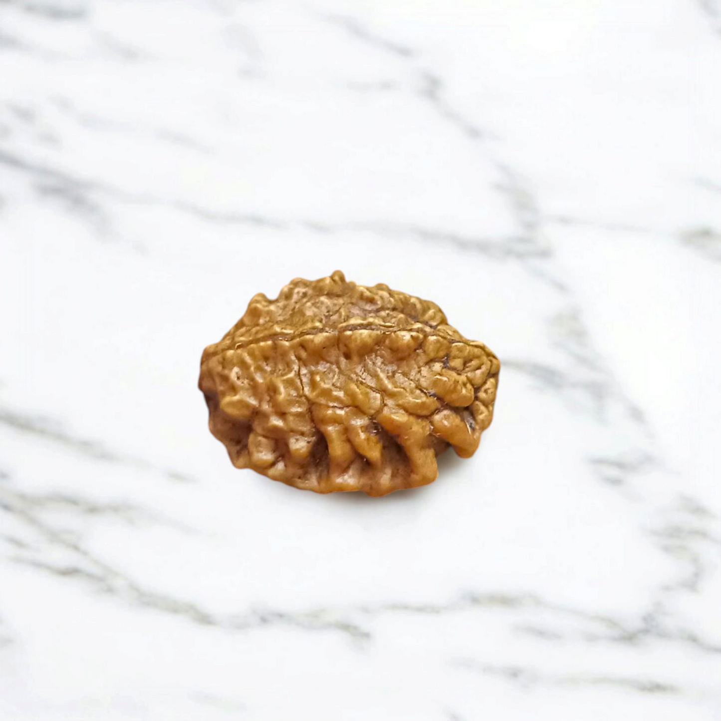 2 Mukhi Rudraksha Without Pendant Lab Certified Original Shiva Shakti Rudraksha Bead for Harmony and Relationships