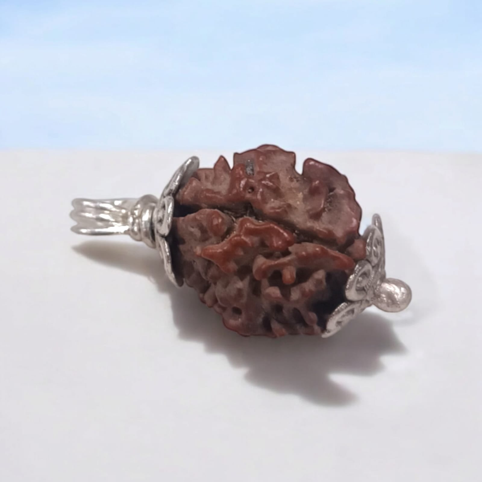 3 Mukhi Ganesh Rudraksha with three natural facets, certified by Ganesh Rudraksha Lab