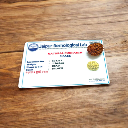3 Mukhi Rudraksha Without Pendant Lab Certified Original Spiritual Bead for Confidence and Positive Energy