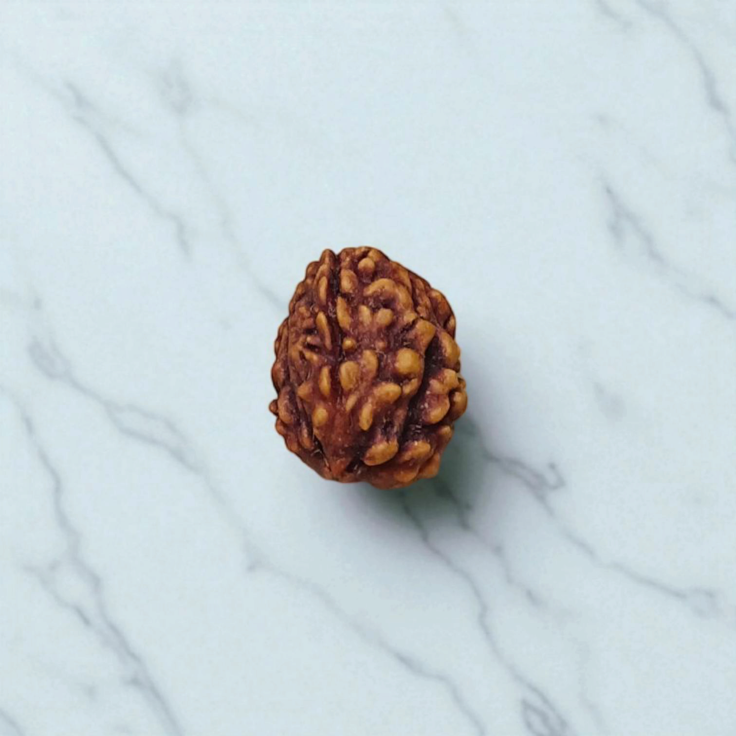 3 Mukhi Rudraksha Without Pendant Lab Certified Original Spiritual Bead for Confidence and Positive Energy