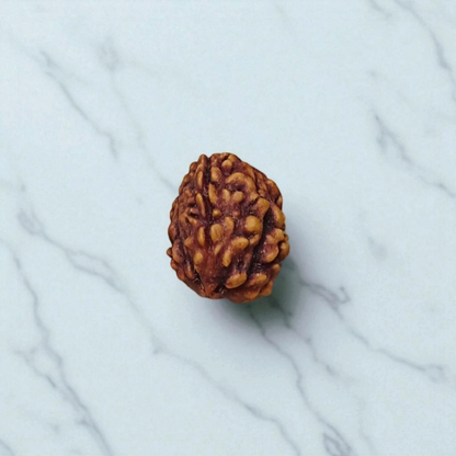 3 Mukhi Rudraksha Without Pendant Lab Certified Original Spiritual Bead for Confidence and Positive Energy
