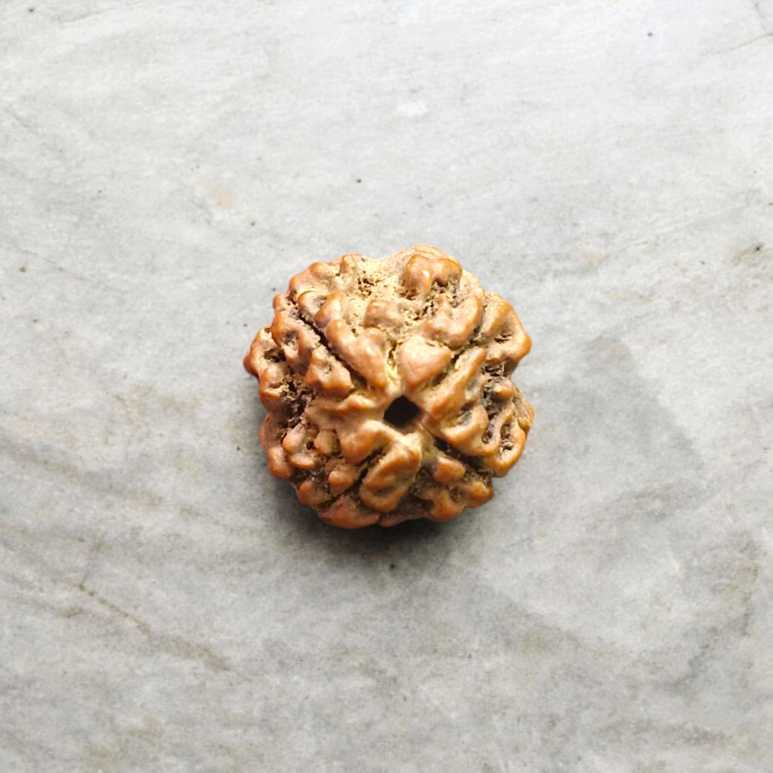 4 Mukhi Rudraksha Without Pendant Lab Certified Original Spiritual Bead for Wisdom Knowledge and Meditation Timeshopee