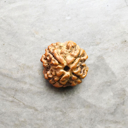 4 Mukhi Rudraksha Without Pendant Lab Certified Original Spiritual Bead for Wisdom Knowledge and Meditation Timeshopee