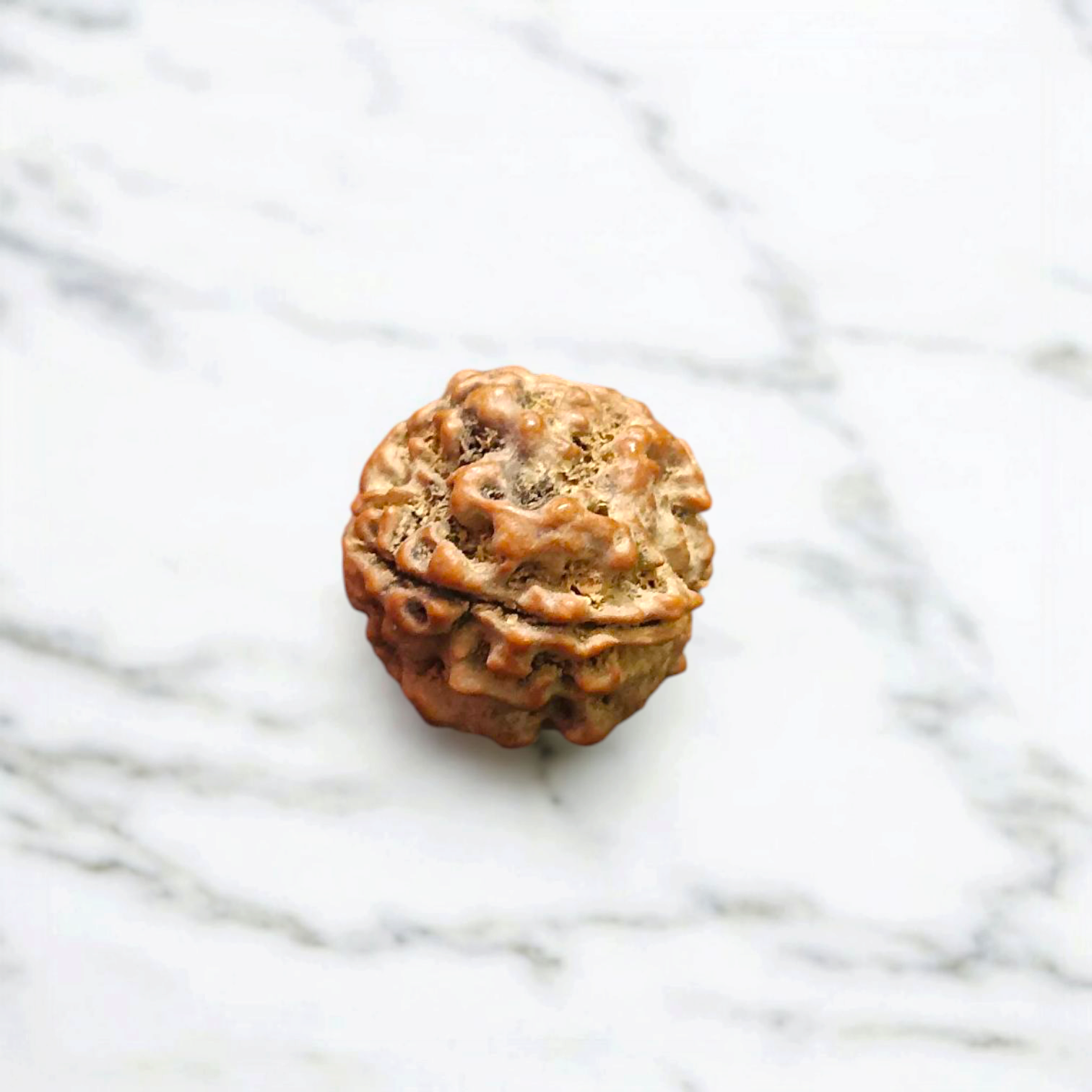 4 Mukhi Rudraksha Without Pendant Lab Certified Original Spiritual Bead for Wisdom Knowledge and Meditation Timeshopee