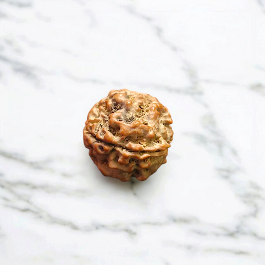 4 Mukhi Rudraksha Without Pendant Lab Certified Original Spiritual Bead for Wisdom Knowledge and Meditation Timeshopee