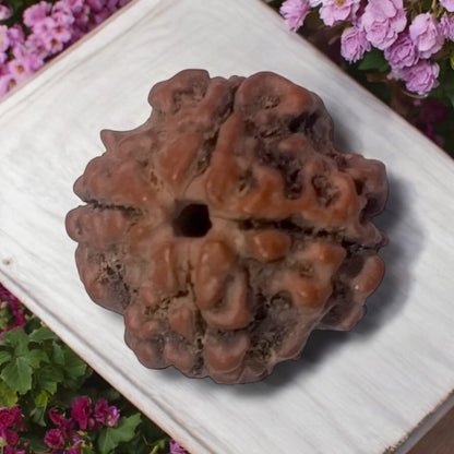 4 Mukhi Rudraksha Without Pendant Lab Certified Original Spiritual Bead for Wisdom Knowledge and Meditation Timeshopee
