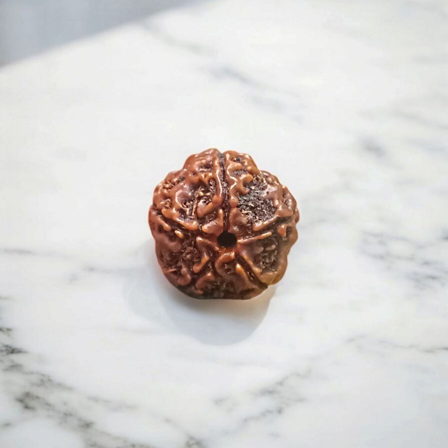 5 Mukhi Rudraksha Without Pendant Lab Certified Original Panch Mukhi Rudraksha Bead for Spiritual Growth Shiva Blessings Meditation Timeshopee