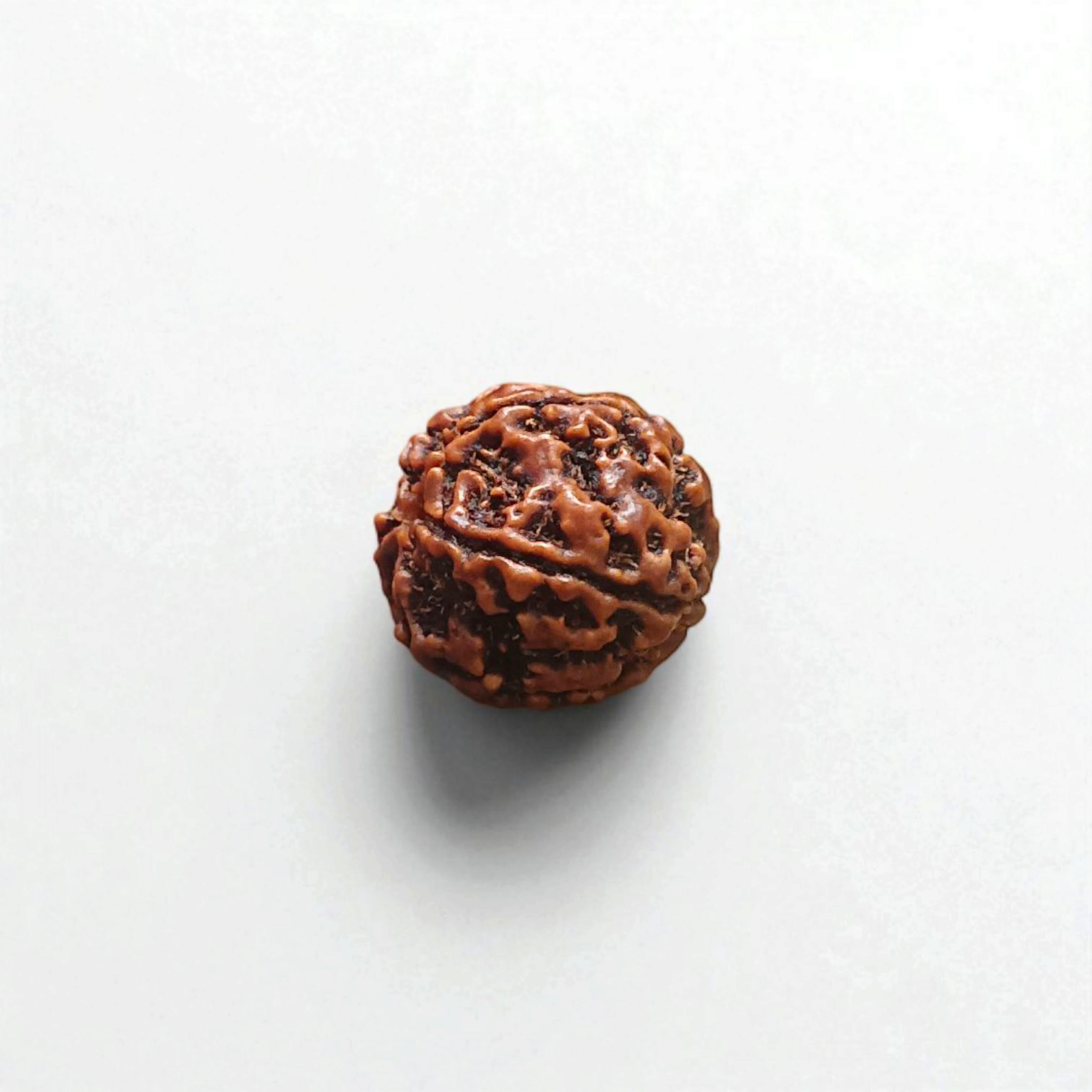 5 Mukhi Rudraksha Without Pendant Lab Certified Original Panch Mukhi Rudraksha Bead for Spiritual Growth Shiva Blessings Meditation Timeshopee
