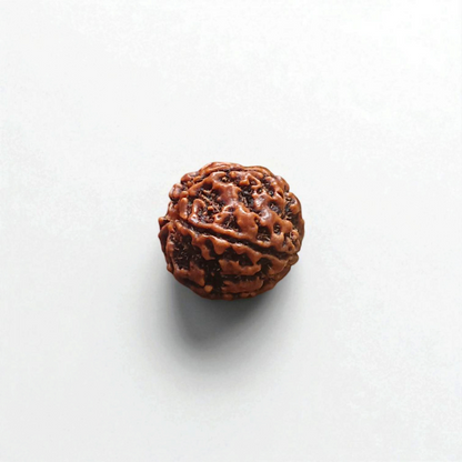 5 Mukhi Rudraksha Without Pendant Lab Certified Original Panch Mukhi Rudraksha Bead for Spiritual Growth Shiva Blessings Meditation Timeshopee